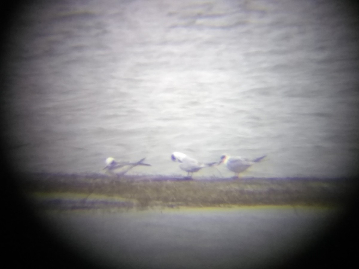 Forster's Tern - Pamela Fisher