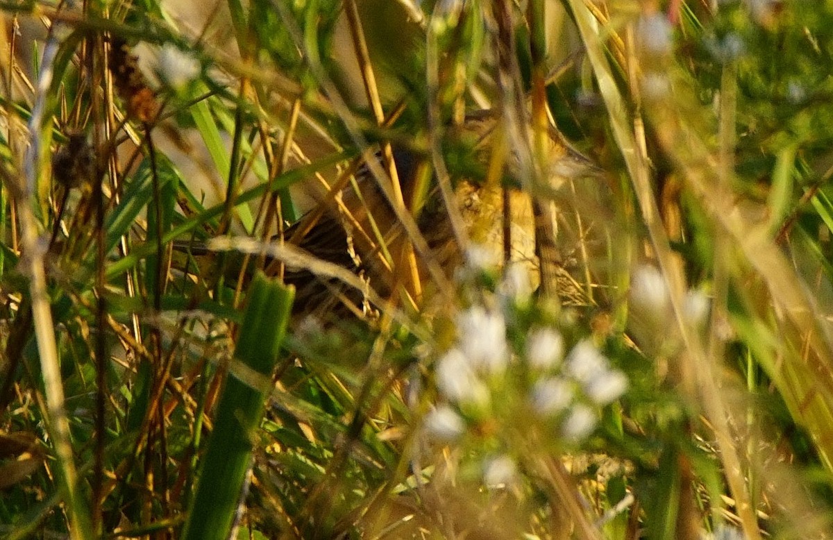 nålstjertspurv - ML273257051