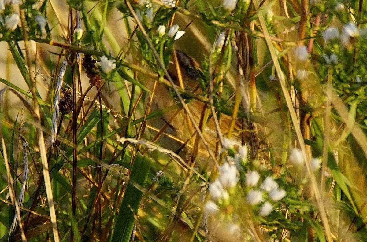 nålstjertspurv - ML273257451