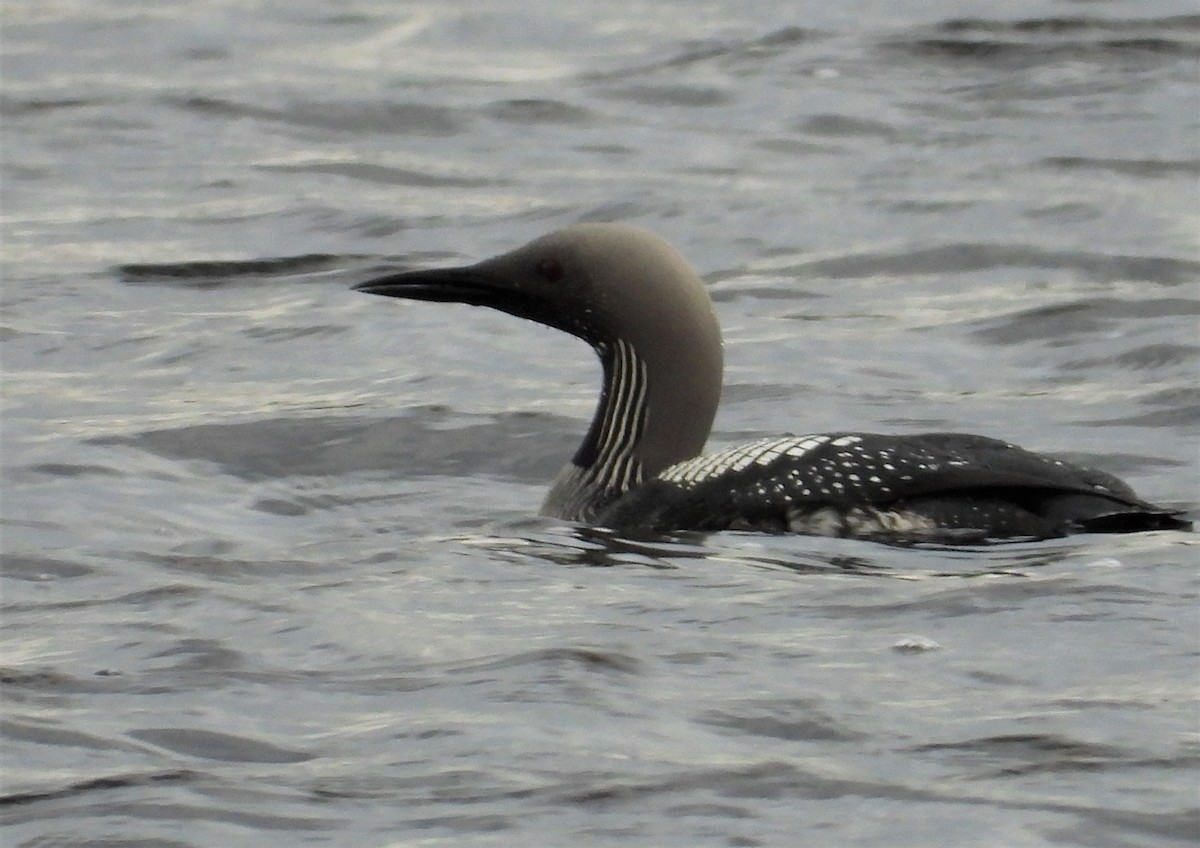 Arctic Loon - ML273257461