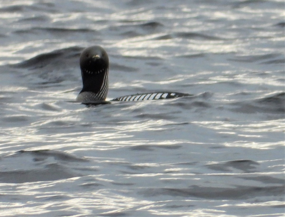 Arctic Loon - ML273257691