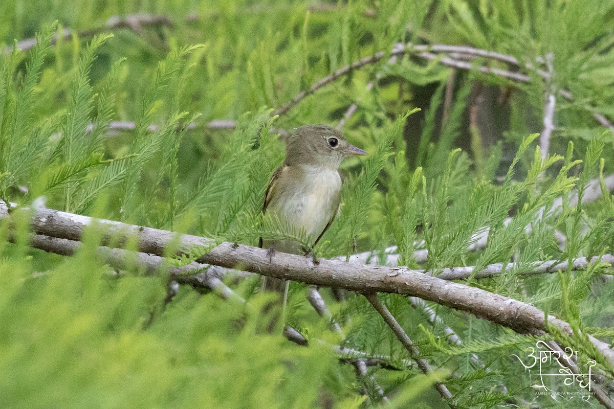 Acadian Flycatcher - Amresh Vaidya