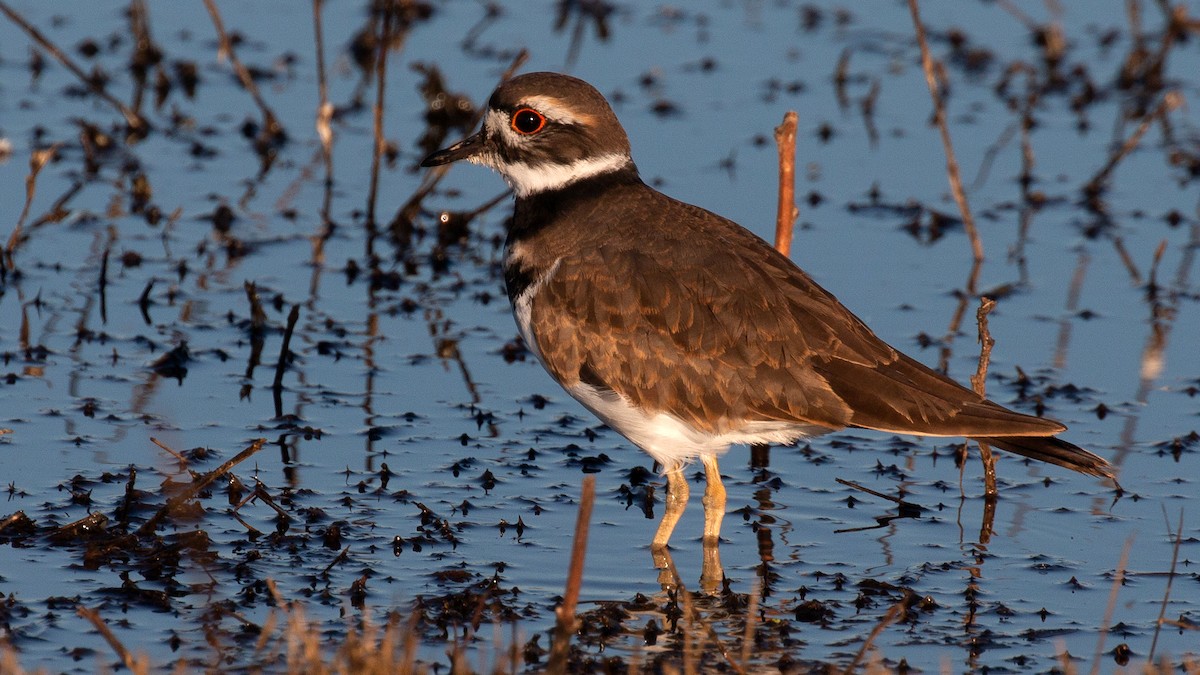 Killdeer - Jim Gain