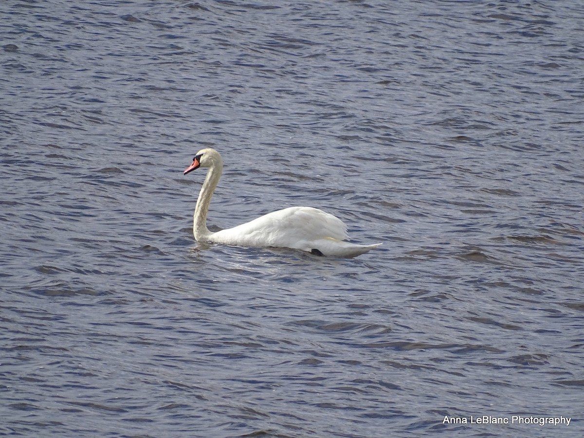 Mute Swan - Anna LeBlanc