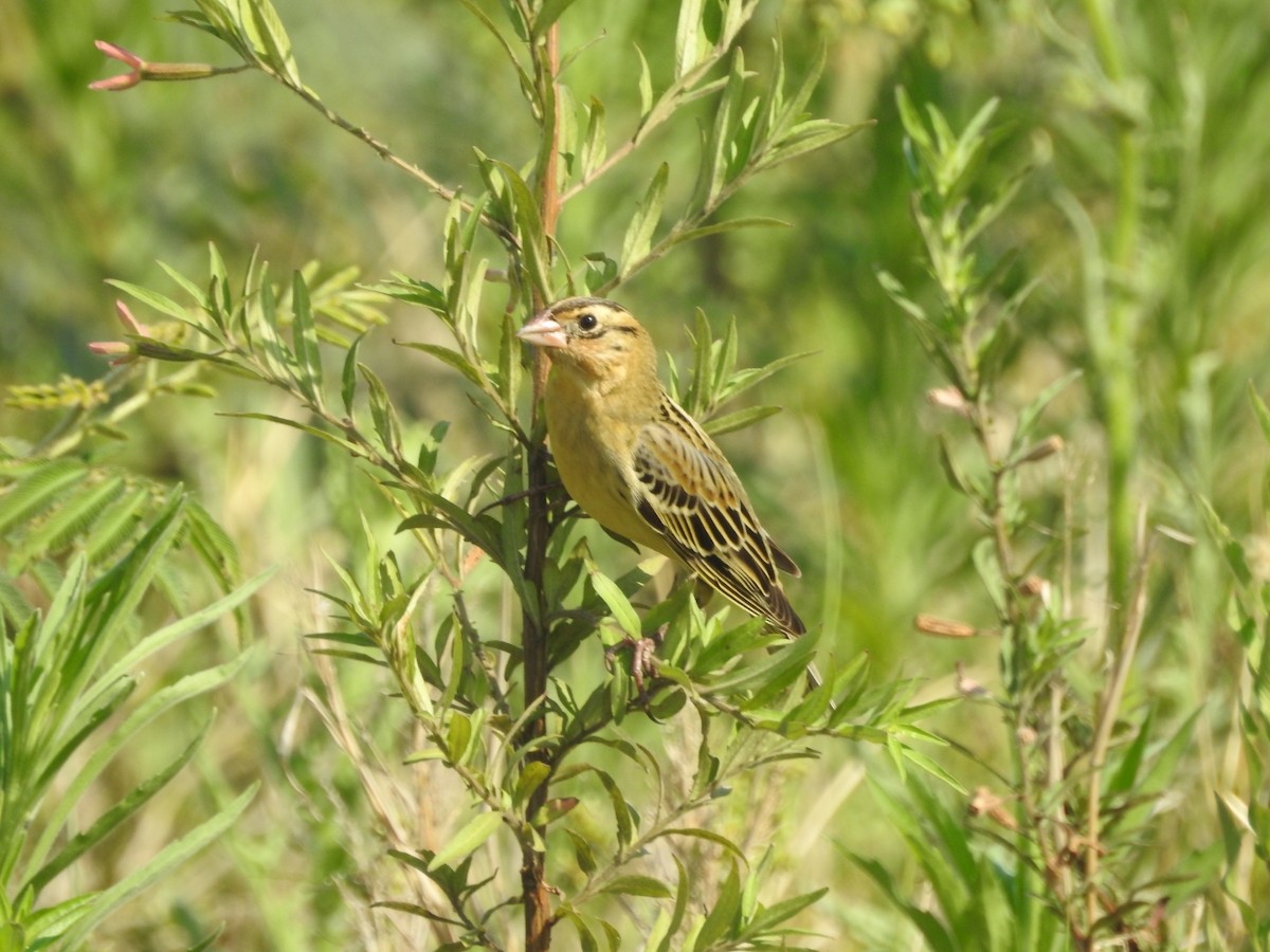 bobolink - ML273261511