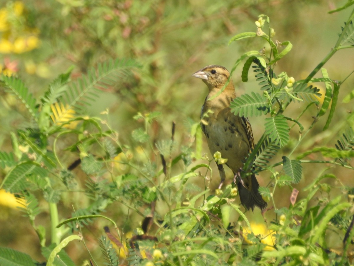 Bobolink - Luis Doldán CON