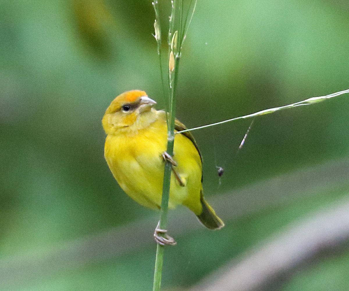 Orange-fronted Yellow-Finch - ML273261601