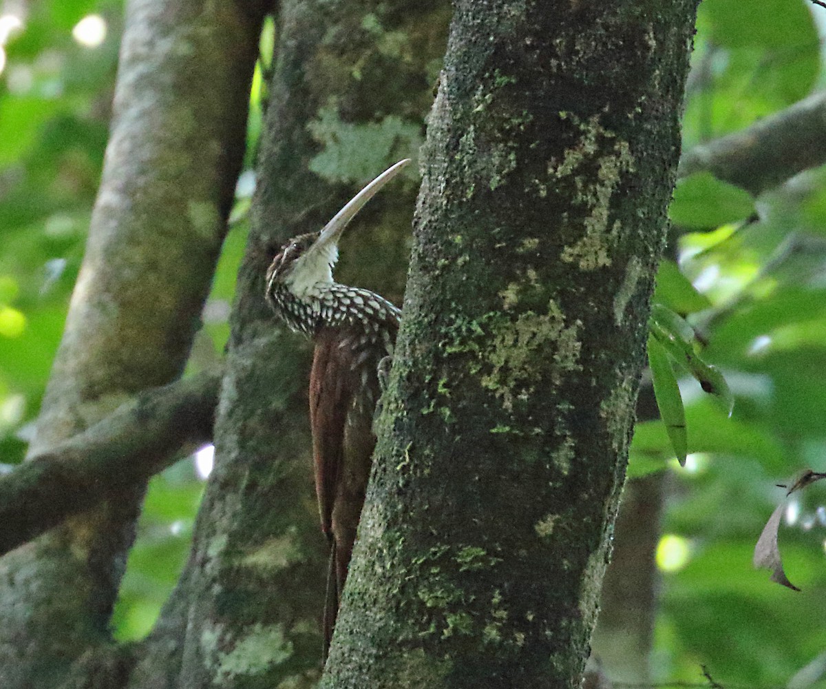 Long-billed Woodcreeper - ML273262791