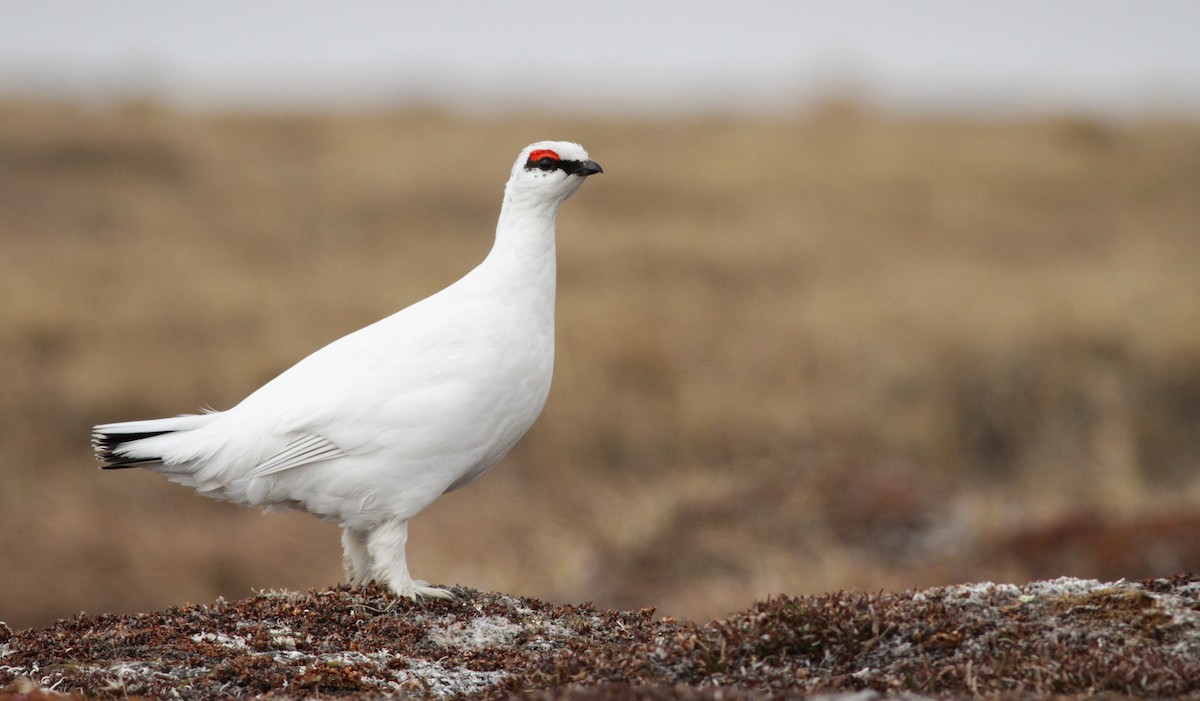 Rock Ptarmigan - ML27326321