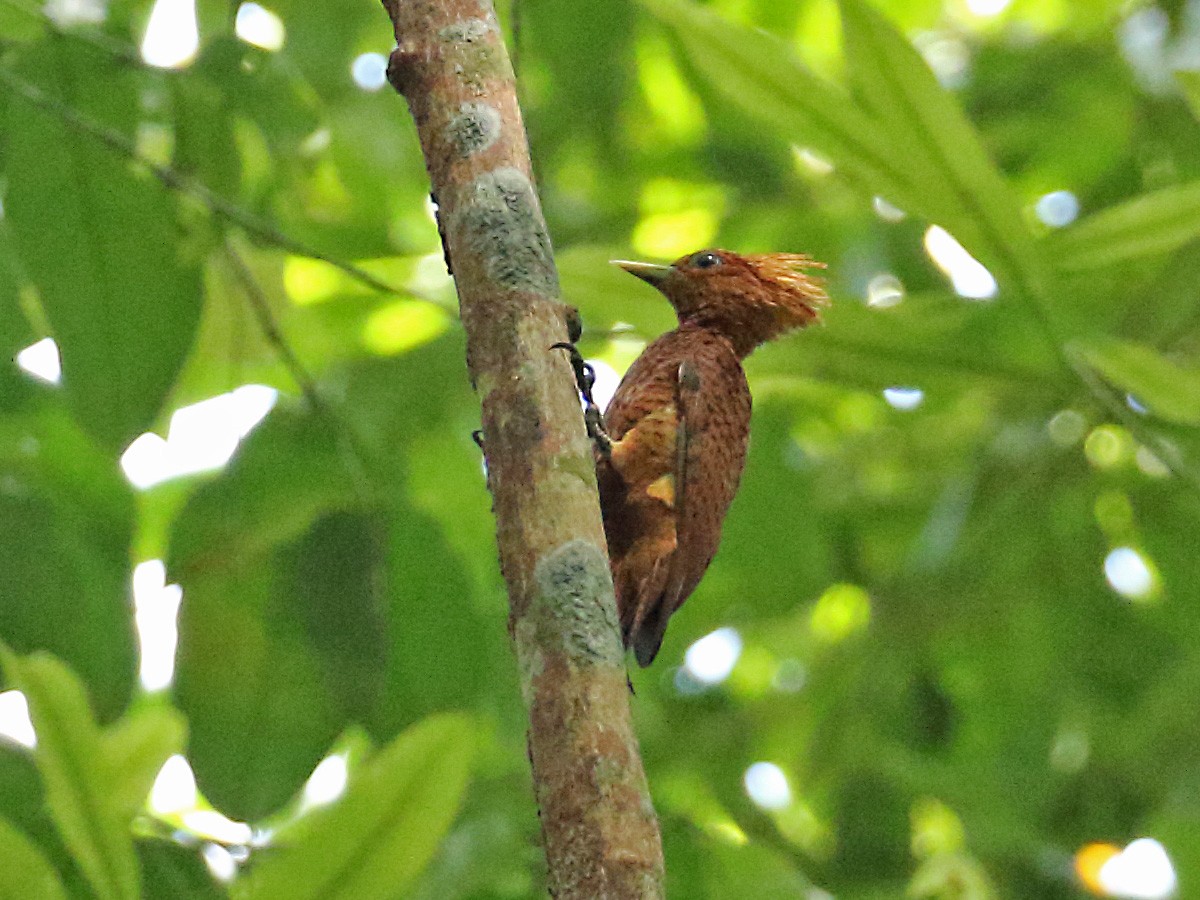 Waved Woodpecker (Scale-breasted) - Myles McNally