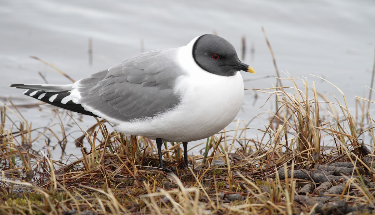 Sabine's Gull - ML27326411