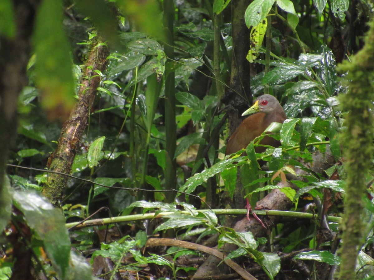 Brown Wood-Rail - ML273264161