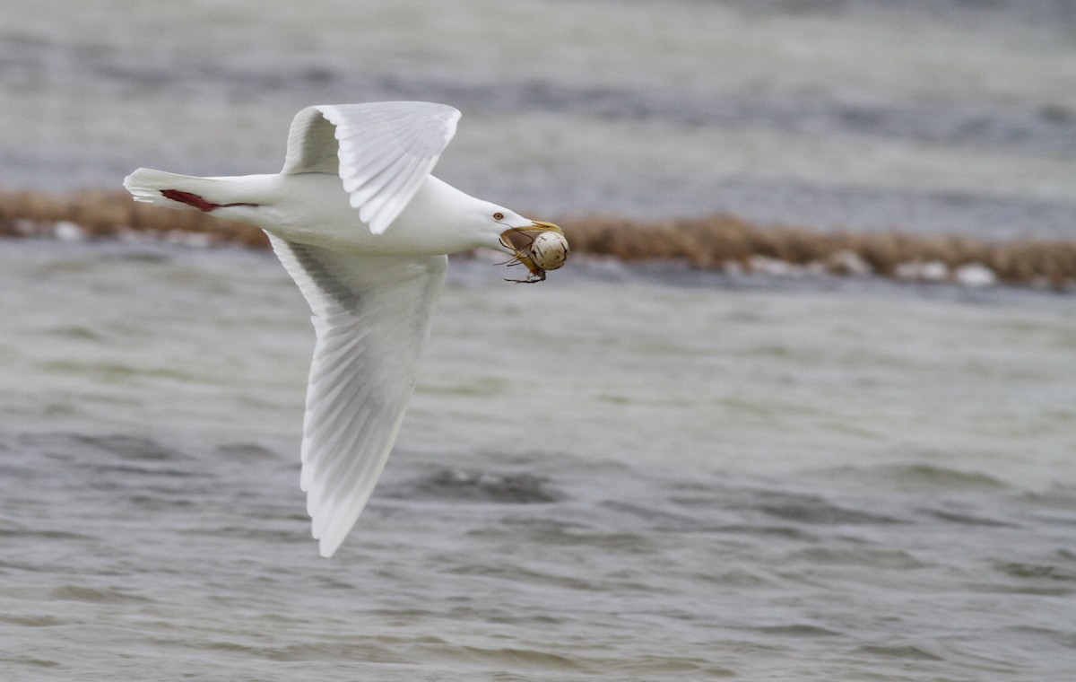 Glaucous Gull - ML27326421