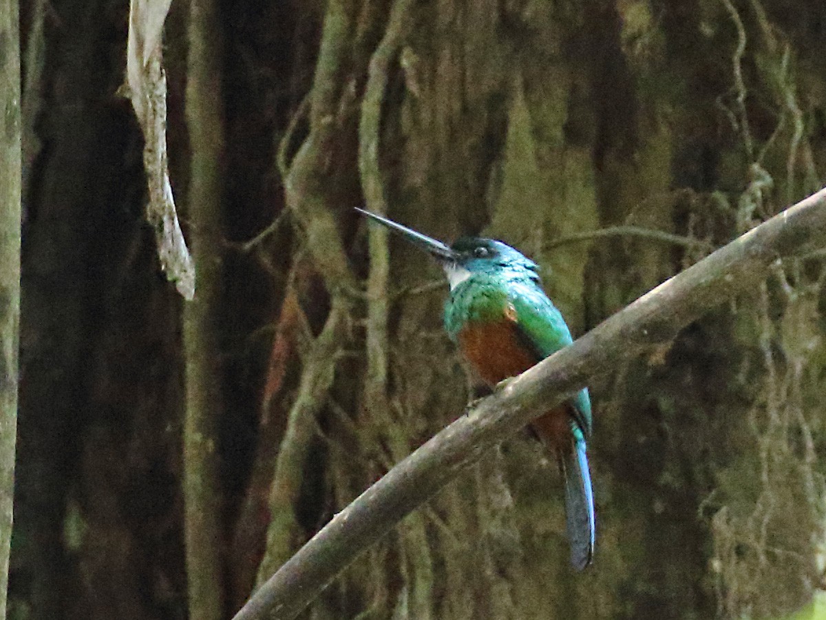 Green-tailed Jacamar - Myles McNally