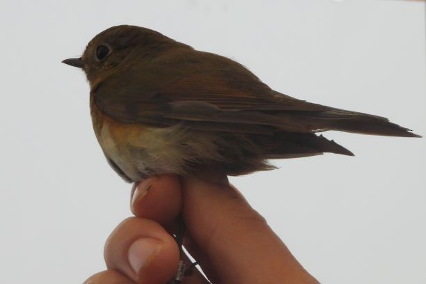 Red-flanked Bluetail - ML273264761