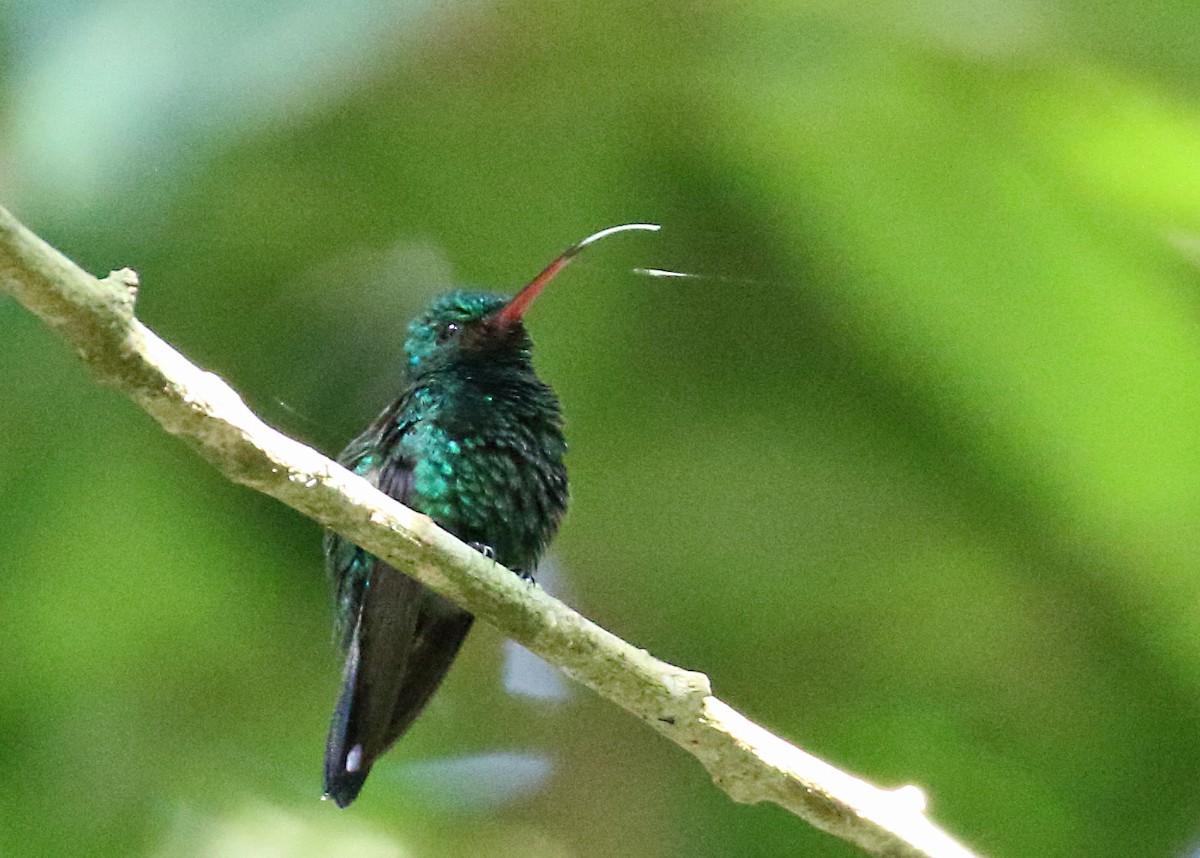 Blue-chinned Sapphire - Myles McNally