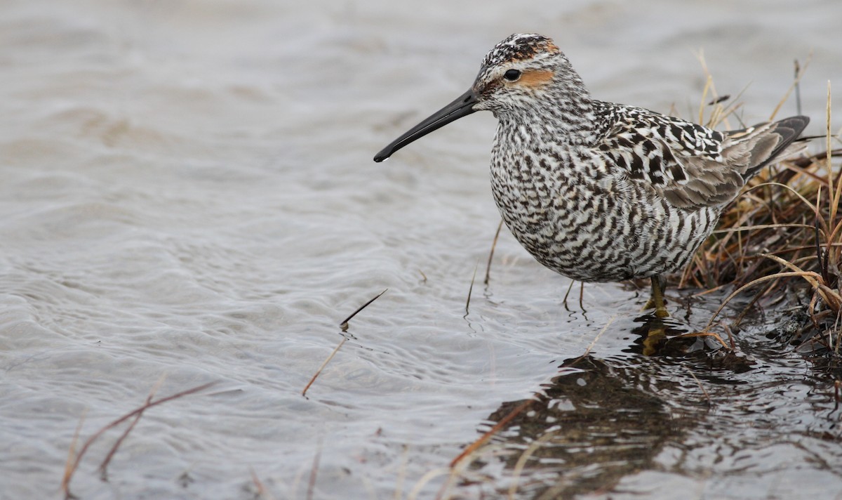 Stilt Sandpiper - ML27326561