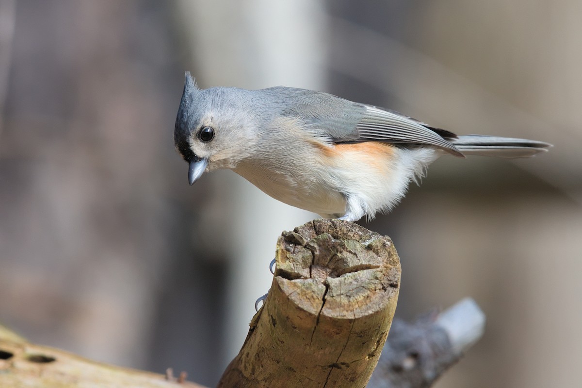 Tufted Titmouse - ML273266931