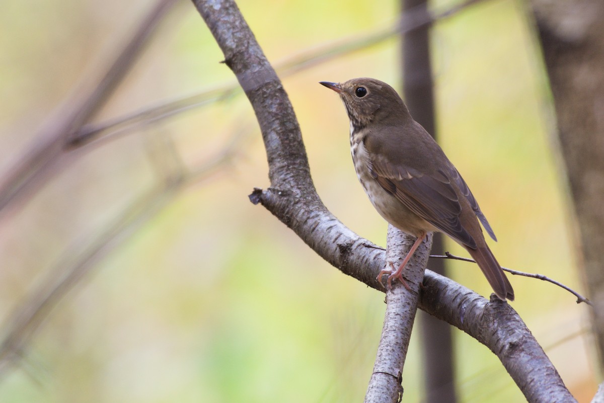 Hermit Thrush - Grace C