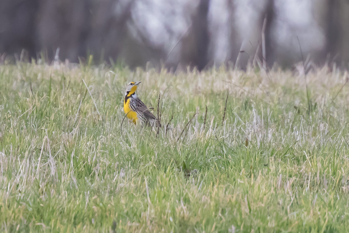 Eastern Meadowlark - Steve Kelling