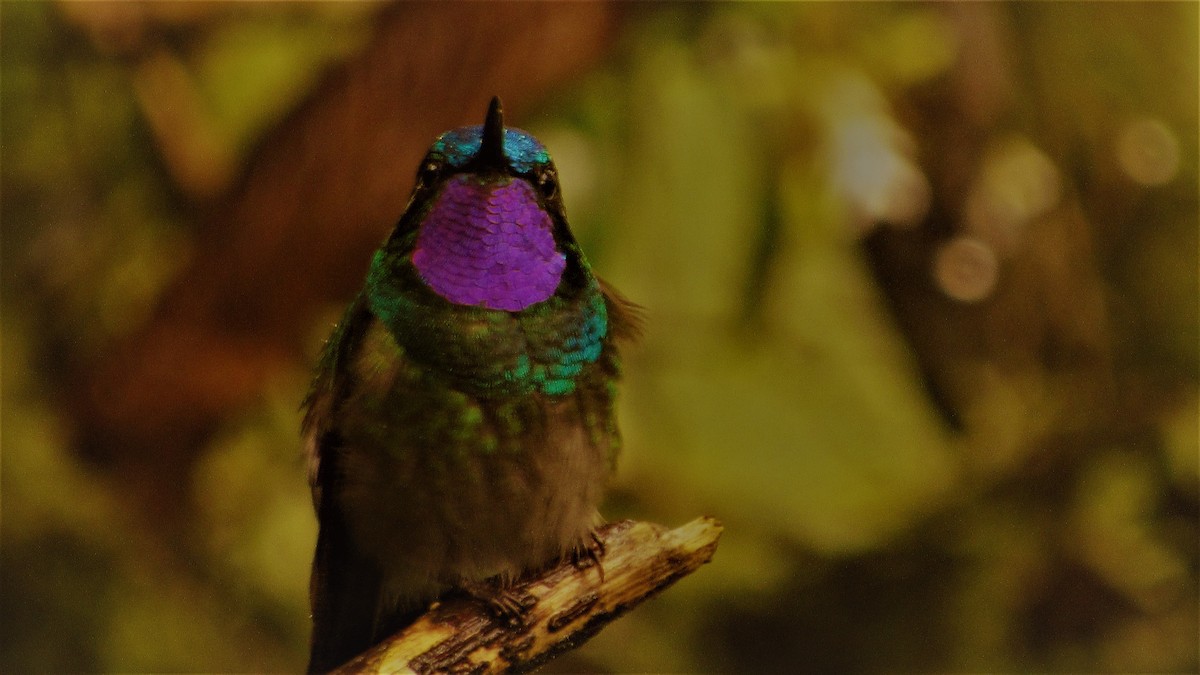 Purple-throated Mountain-gem - ML273267631