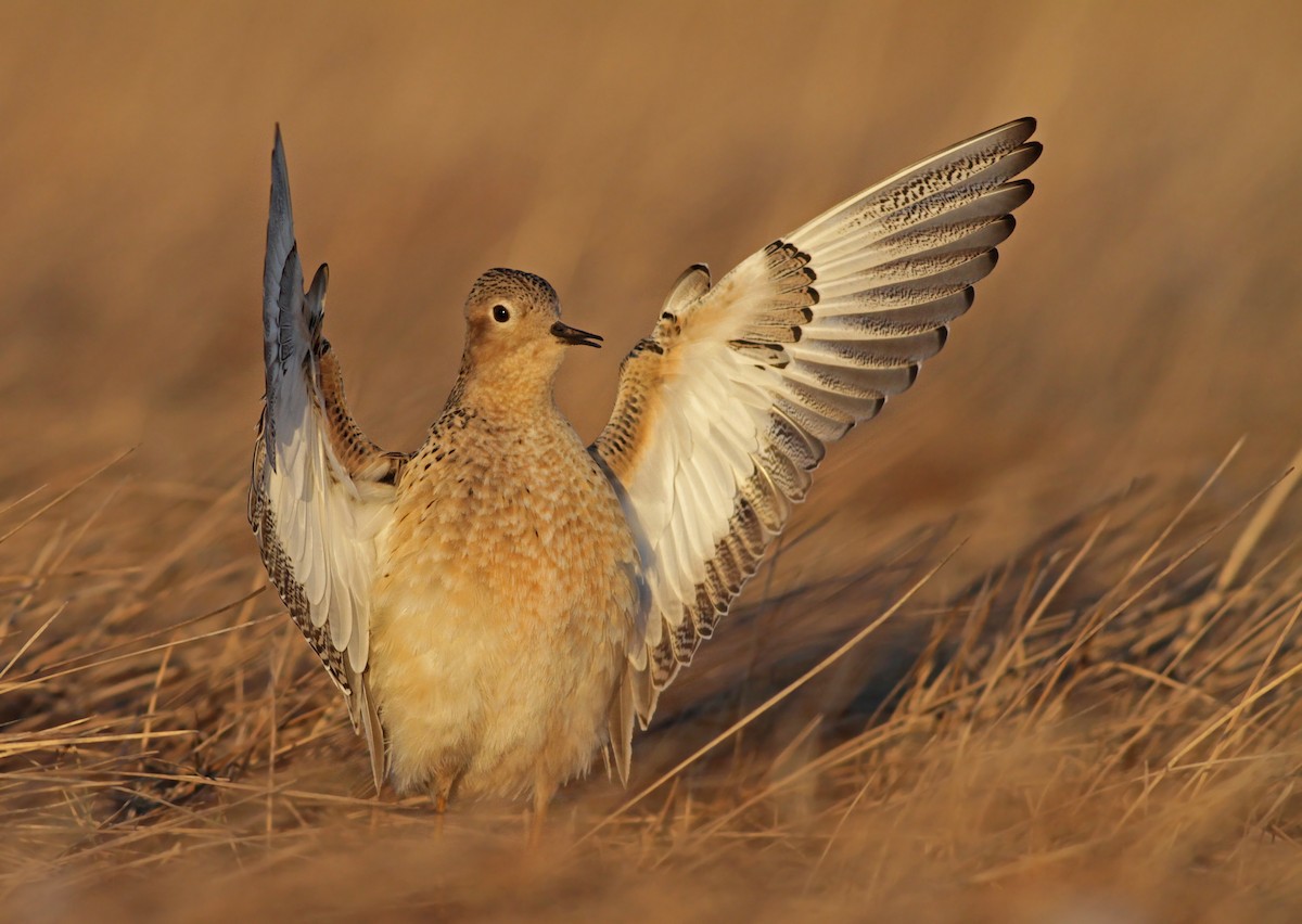 Buff-breasted Sandpiper - ML27326851