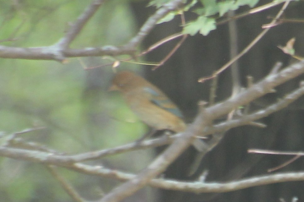 Lazuli Bunting - ML273268661