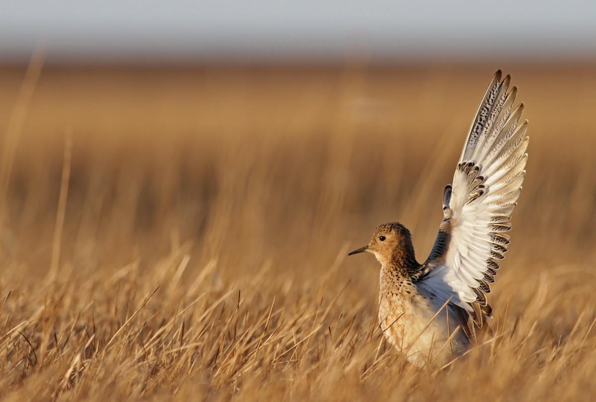 Buff-breasted Sandpiper - ML27326921