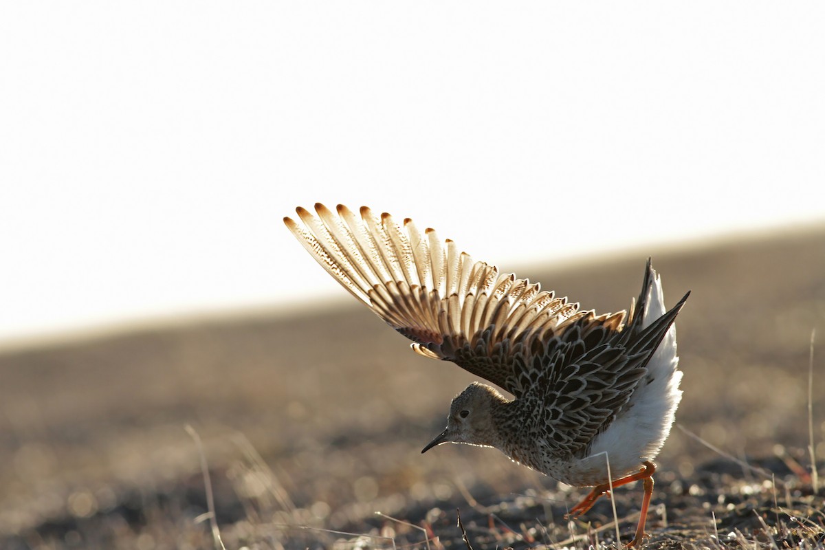 Buff-breasted Sandpiper - Ian Davies