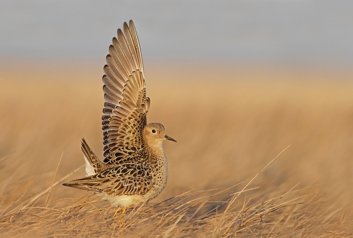 Buff-breasted Sandpiper - ML27326981