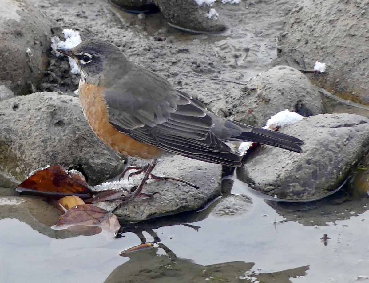 American Robin - Jim St Laurent
