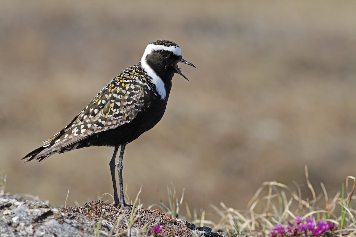 American Golden-Plover - Ian Davies