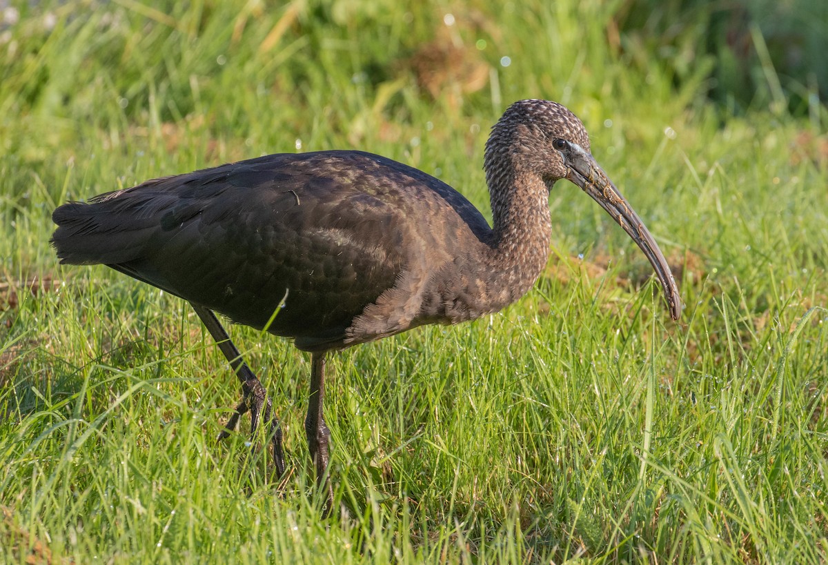 ibis hnědý - ML273271491