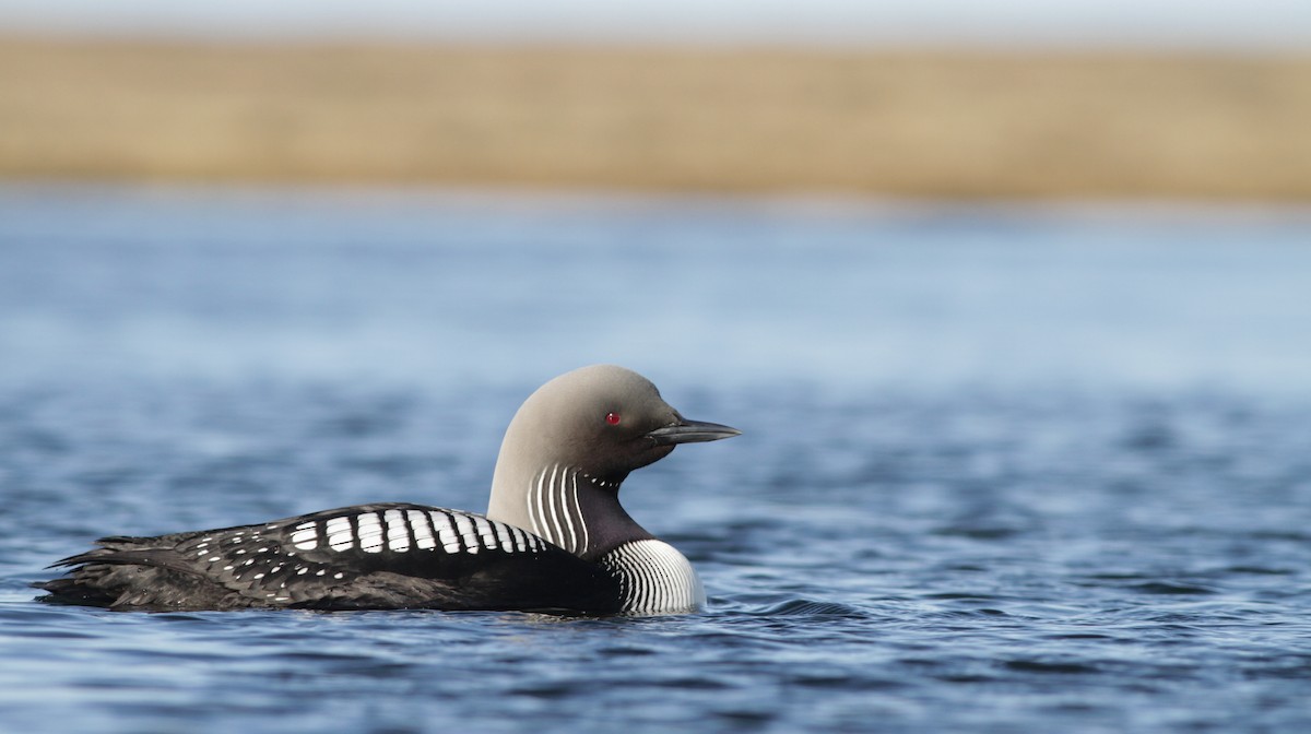 Pacific Loon - Ian Davies