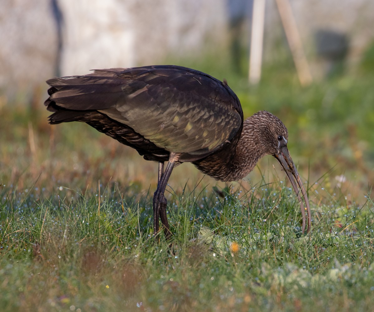 ibis hnědý - ML273271611