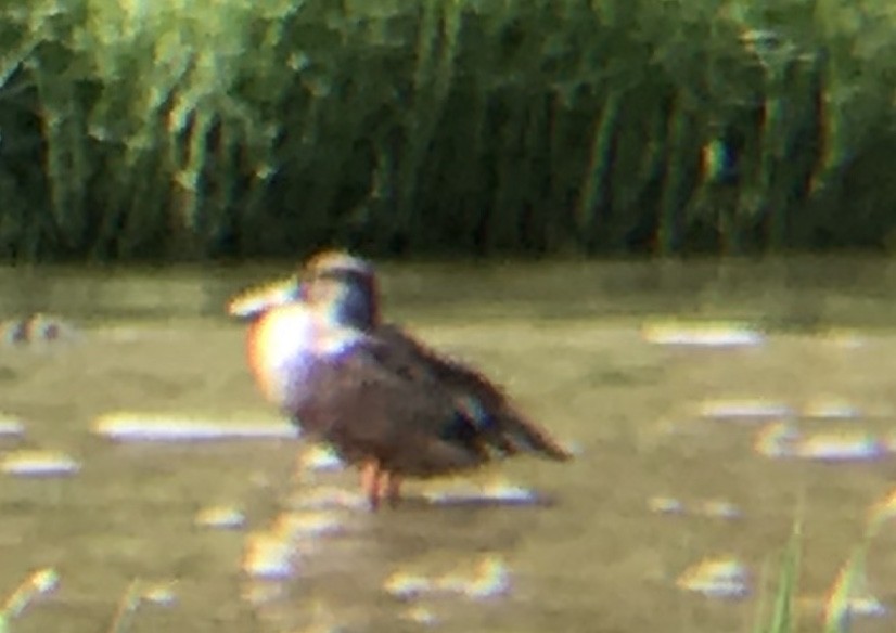 Northern Shoveler - ML273272991