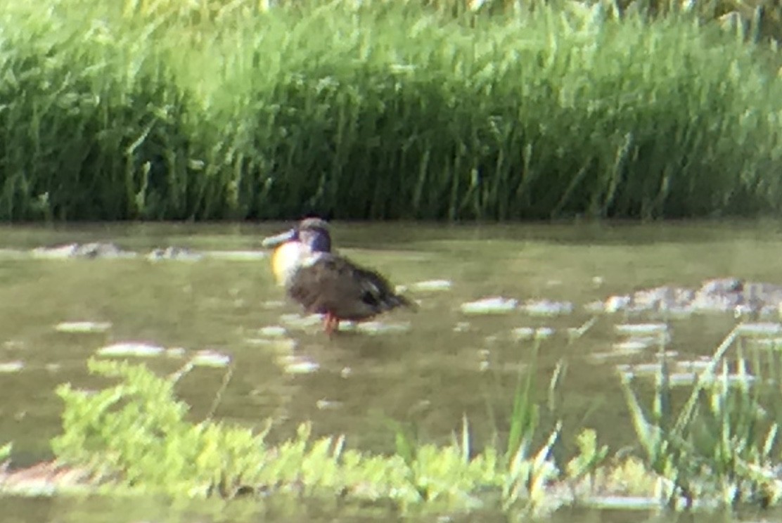 Northern Shoveler - ML273273001