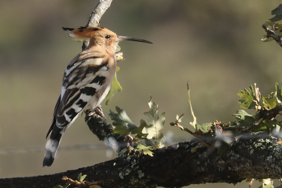 Eurasian Hoopoe - ML273274571