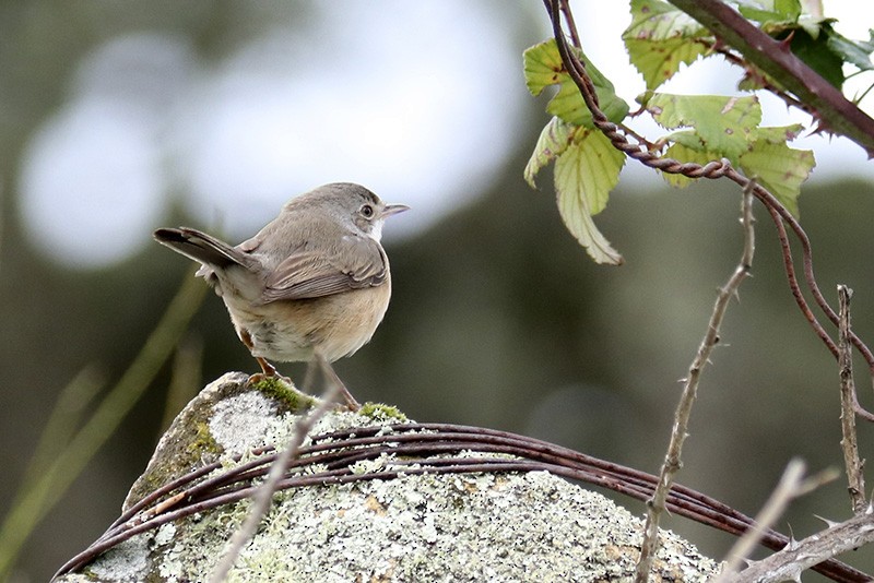 Western Subalpine Warbler - Francisco Barroqueiro