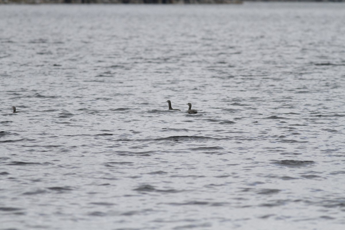 Red-throated Loon - Randolph White 🦅