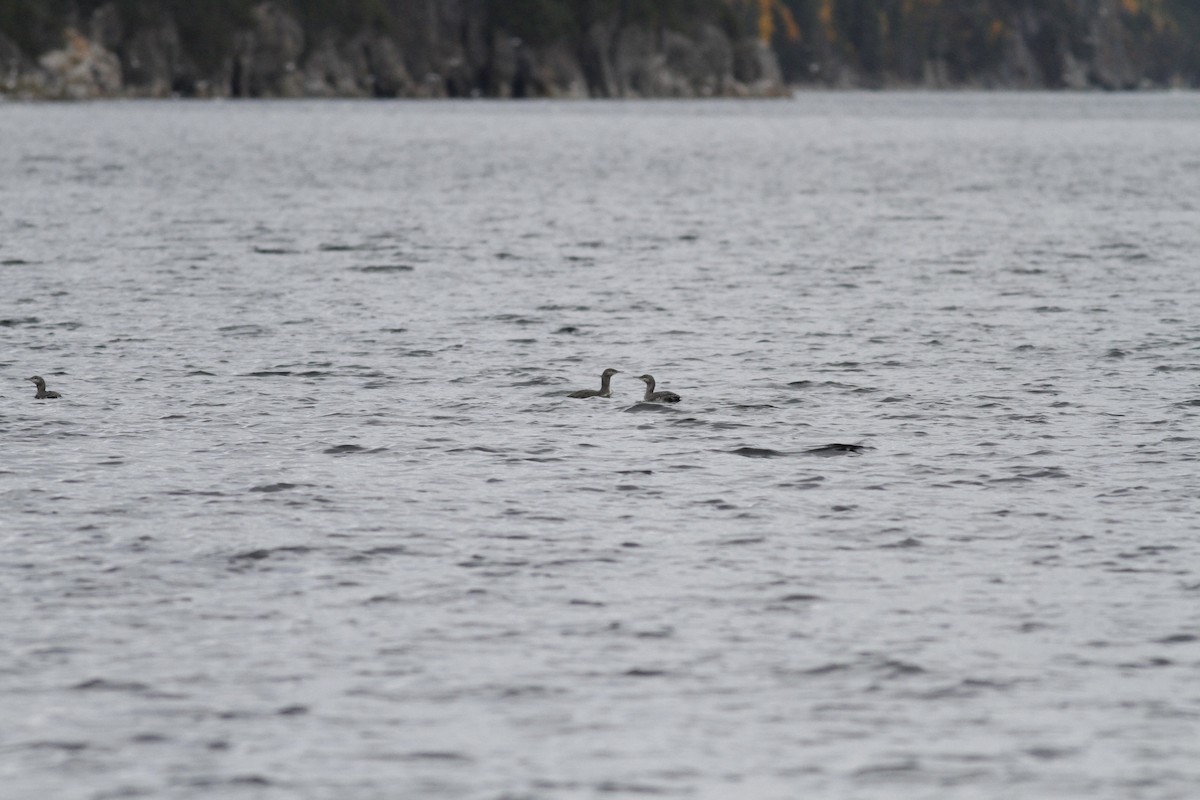 Red-throated Loon - Randolph White 🦅