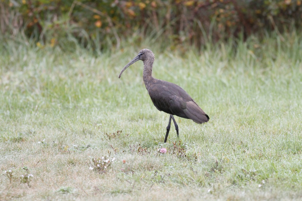 ibis hnědý - ML273275541