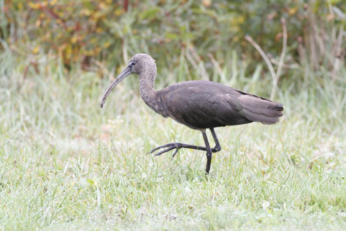ibis hnědý - ML273275711