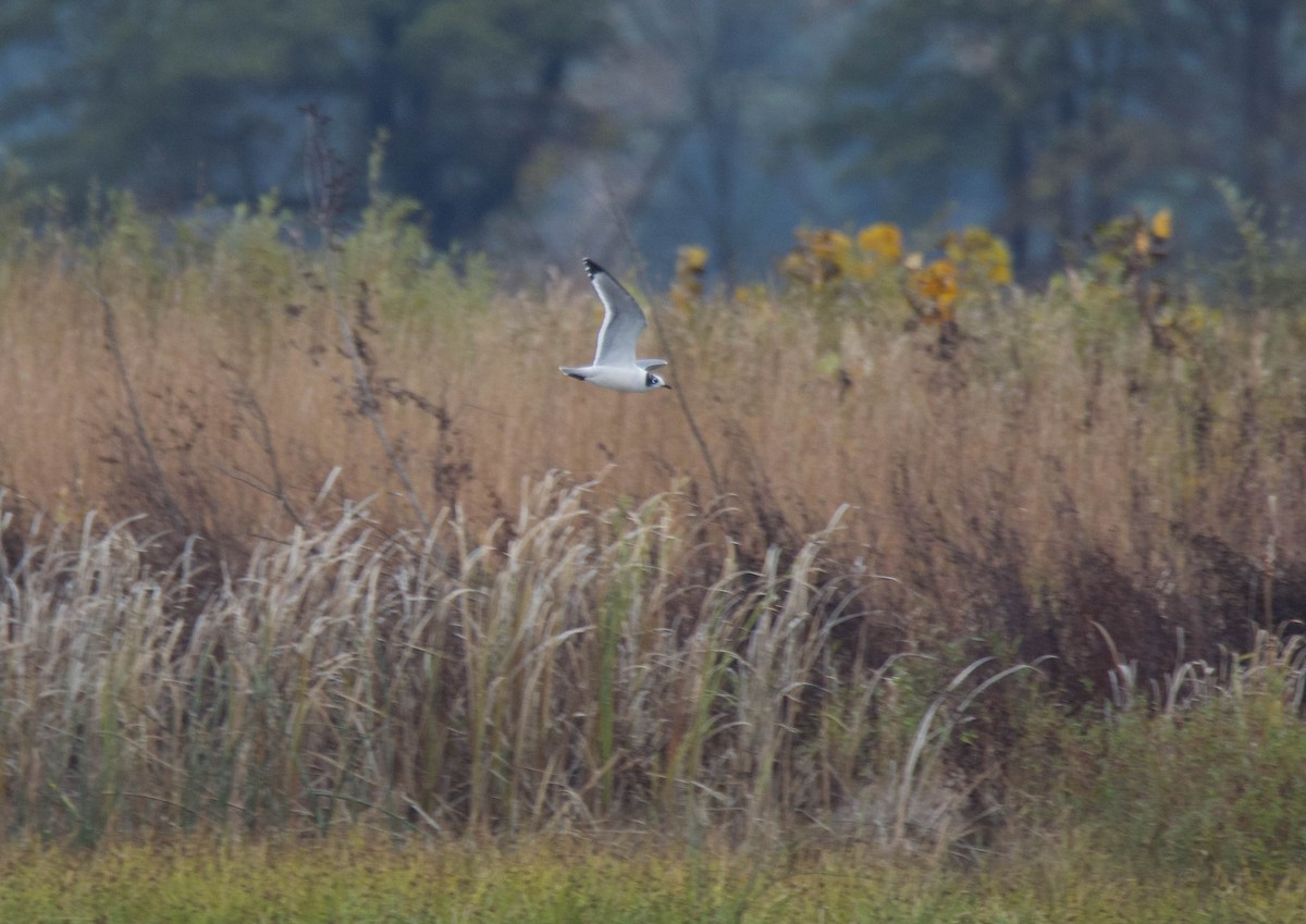 Gaviota Pipizcan - ML273275721