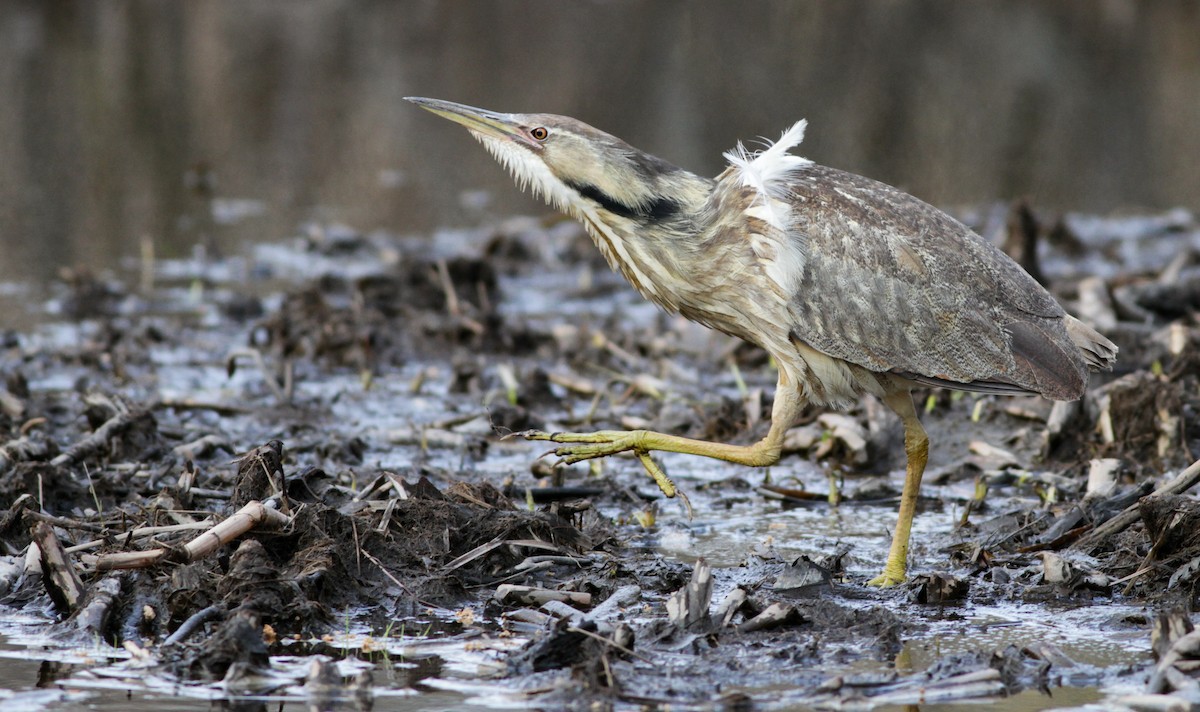 American Bittern - Ian Davies