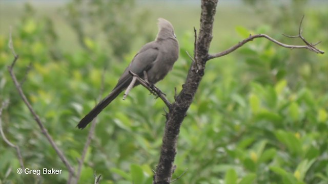 Gray Go-away-bird - ML273276311