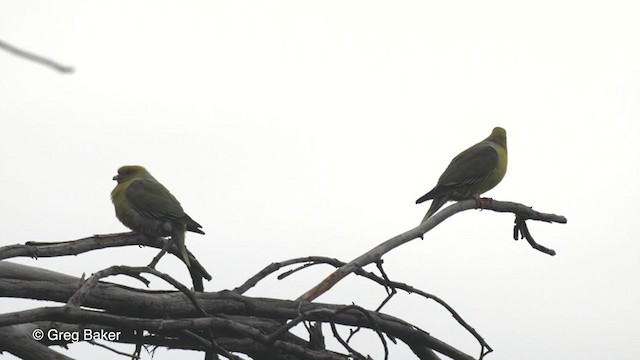African Green-Pigeon - ML273276371
