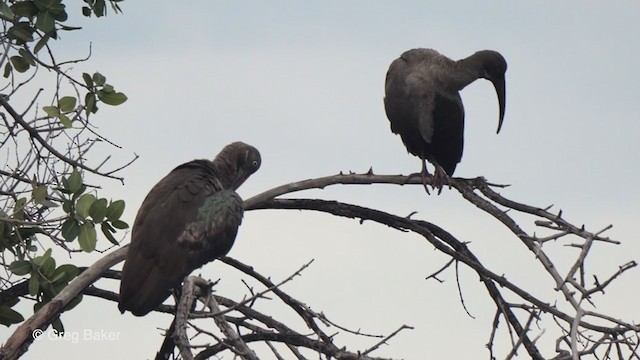 ibis hagedaš - ML273276471