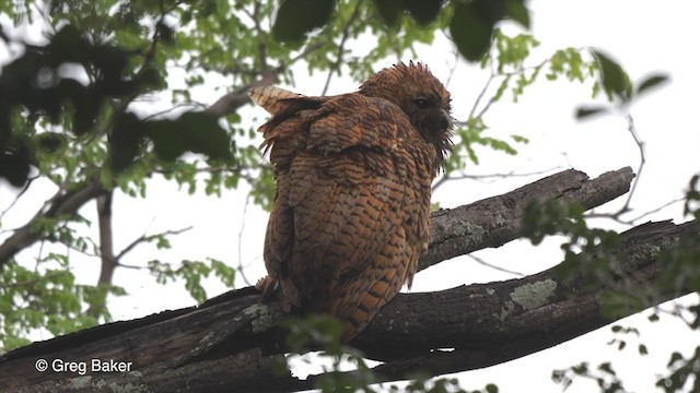 Pel's Fishing-Owl - ML273276741