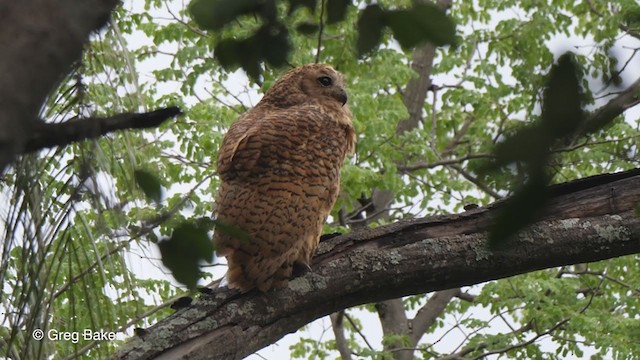 Pel's Fishing-Owl - ML273276751